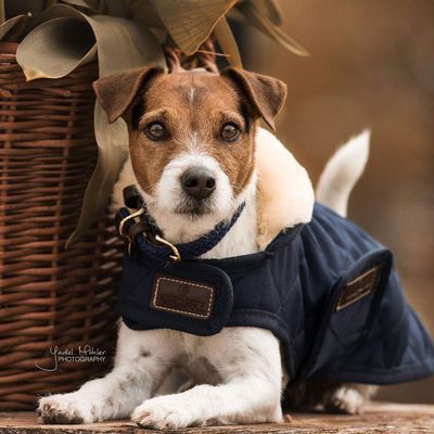 Dogwear