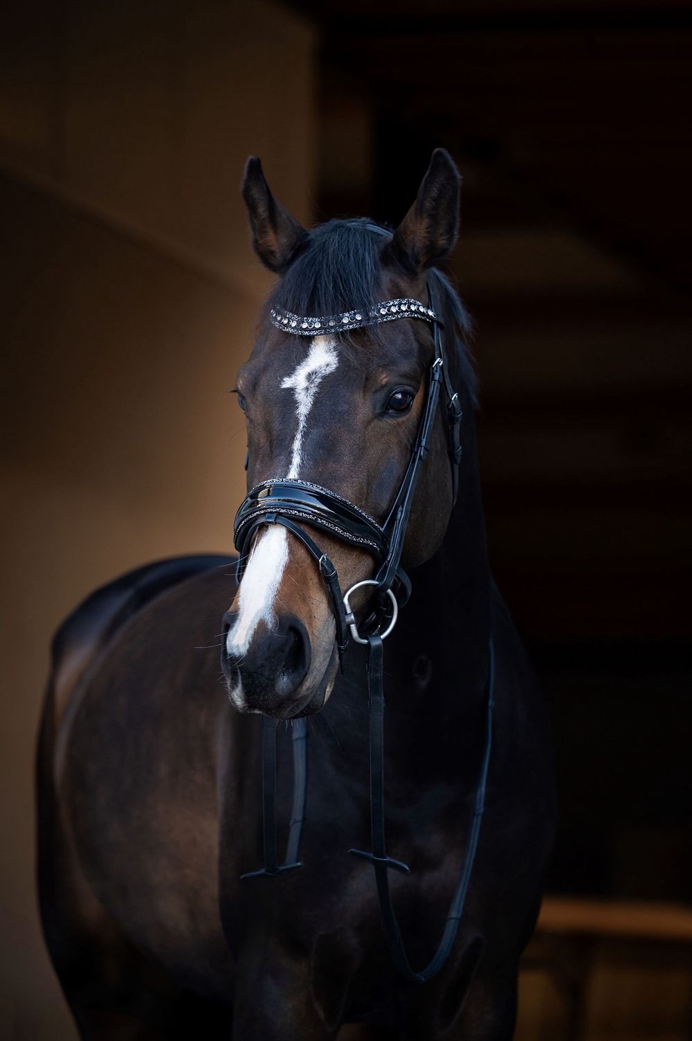HB Showtime It Is So Special Bridle, Size: Cob, Color: Black, Detail: Black