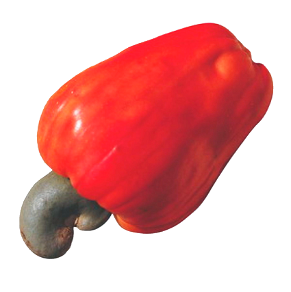 Caju