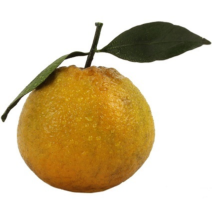 Laranja Seleta (Natal)