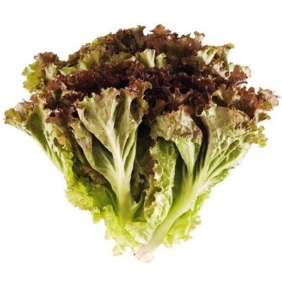 Alface Roxa