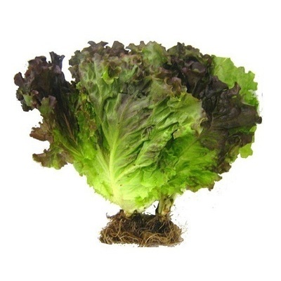 Alface Roxa Hidroponica