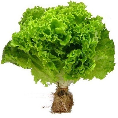 Alface Crespa Hidroponica