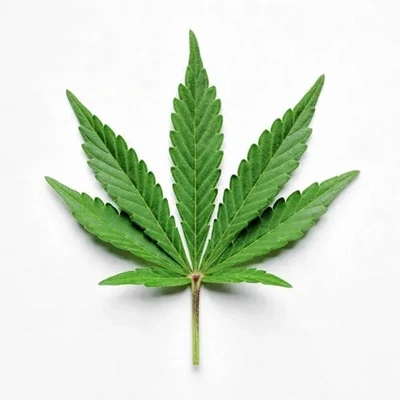28g sativa cannabis weed