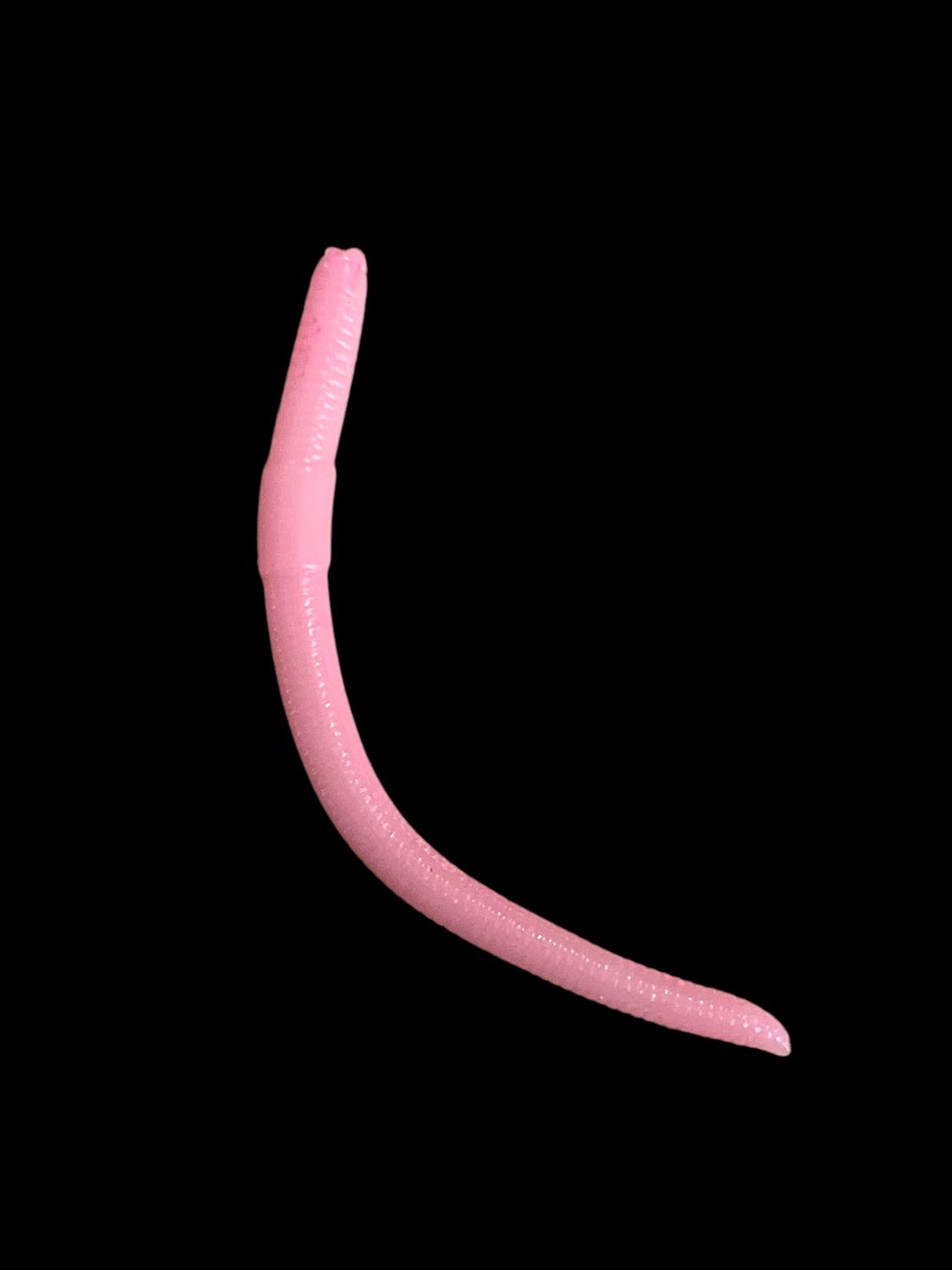 SPGW60 Bubble Gum