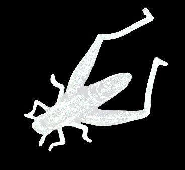 Insectes