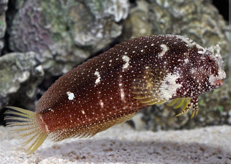 Starry Blenny