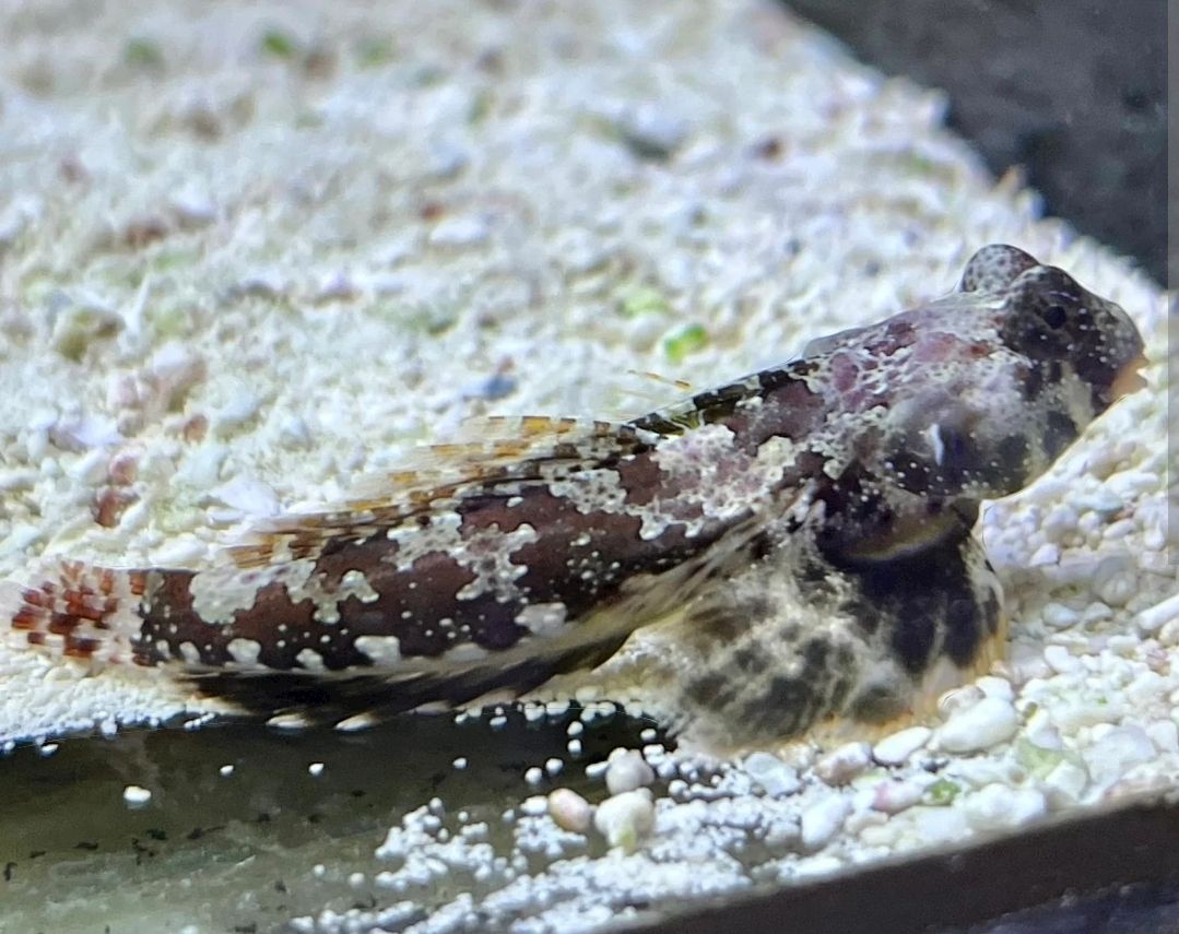 Scooter Blenny