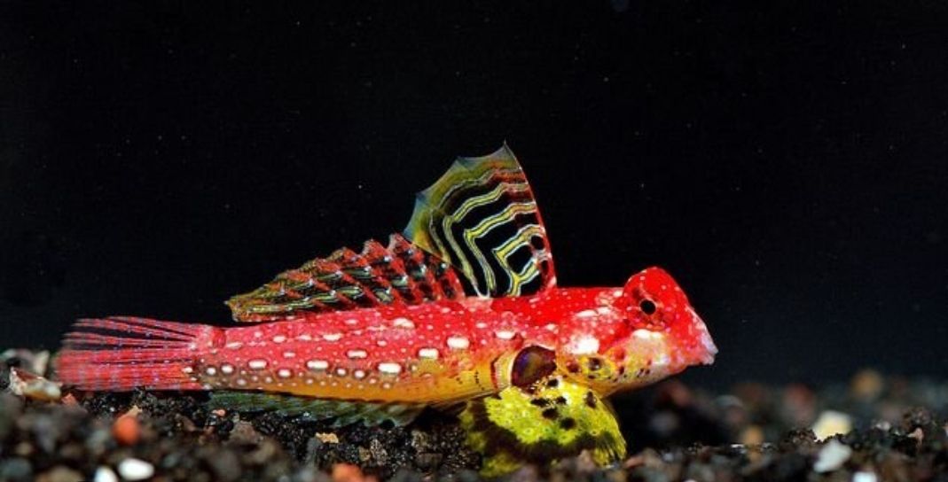 Red ruby Scooter Blenny