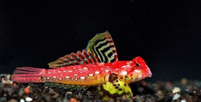Red ruby Scooter Blenny