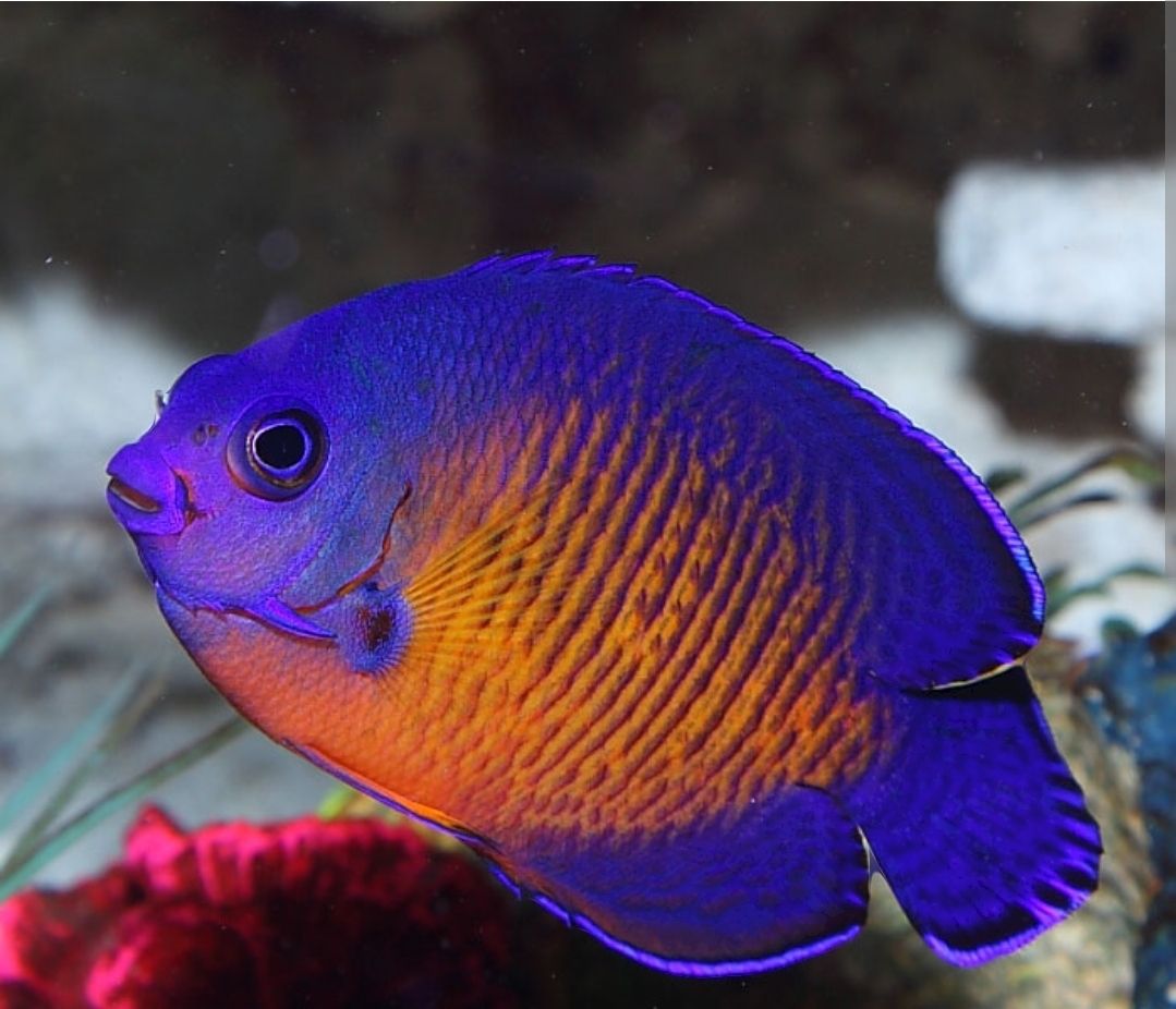 Coral Beauty Angel 
