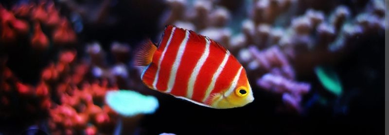 Buy Freshwater & Saltwater Angelfish Online | DNA Aquatic