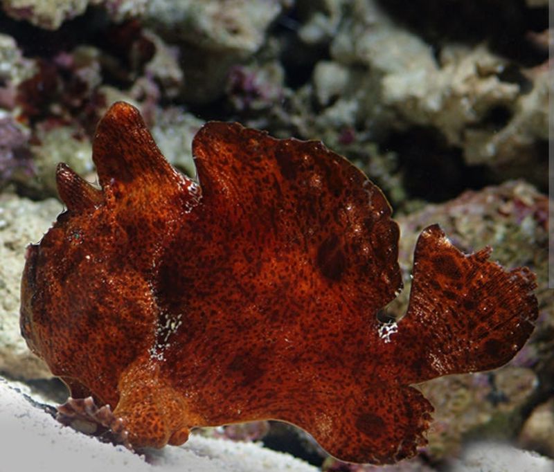 Orange Anglerfish M