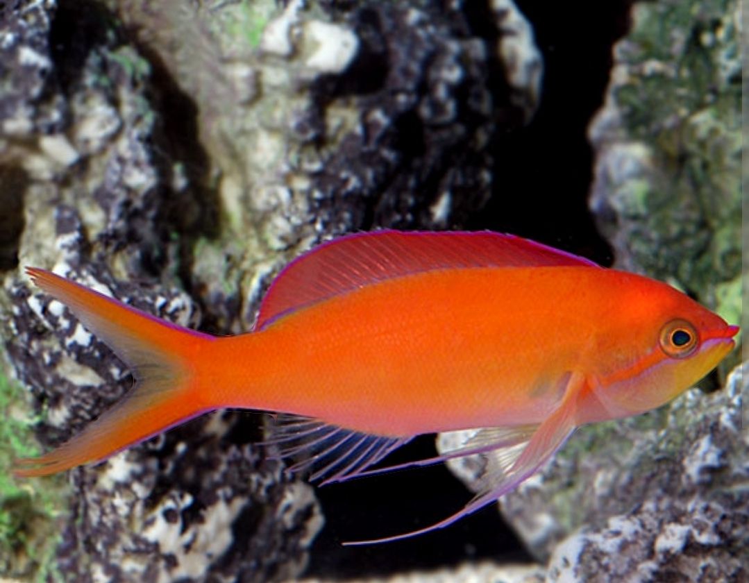 Disbar Anthias