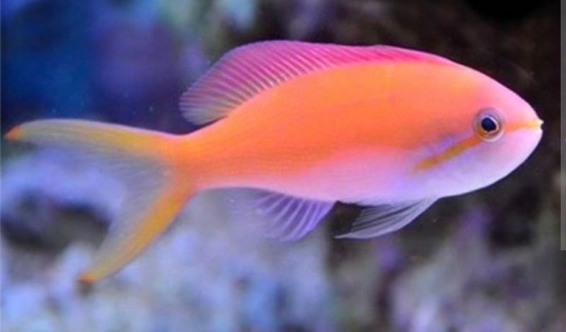 Carberryi Anthias