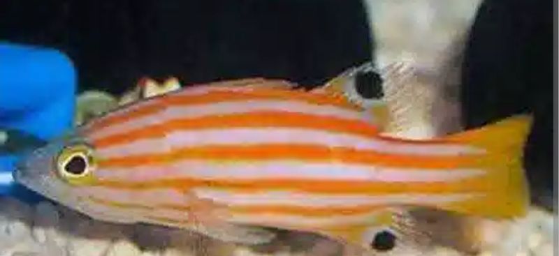 Jappaness Basslet