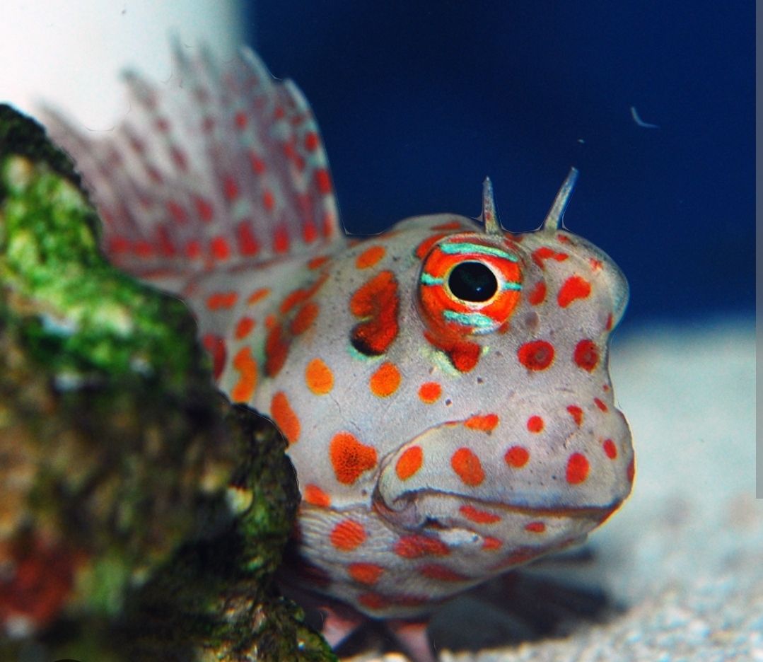 Red Spot Blenny