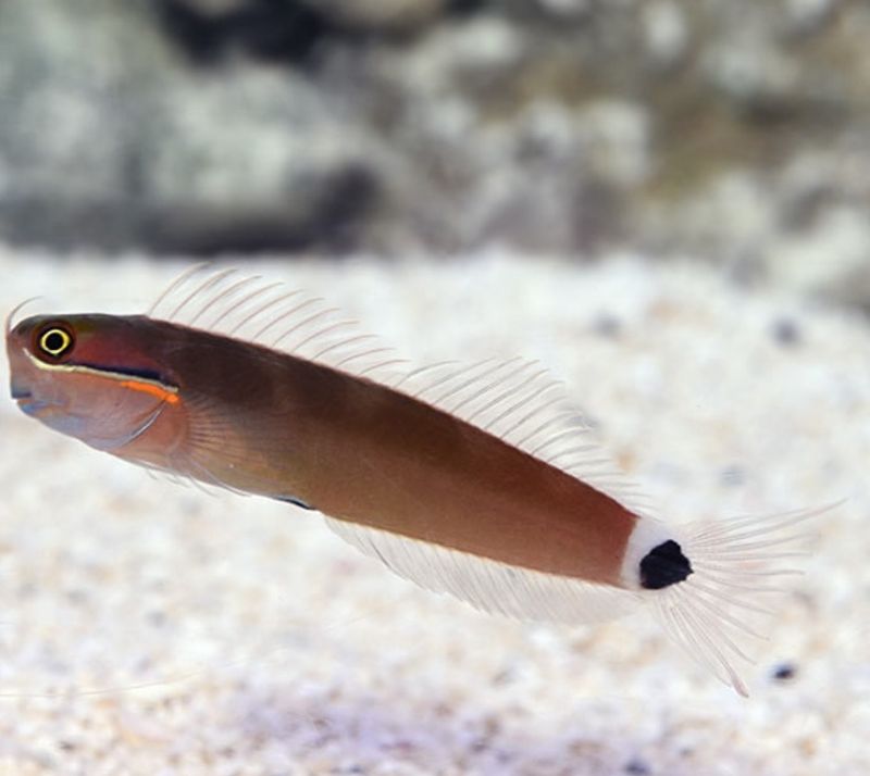 Tail Spot Blenny