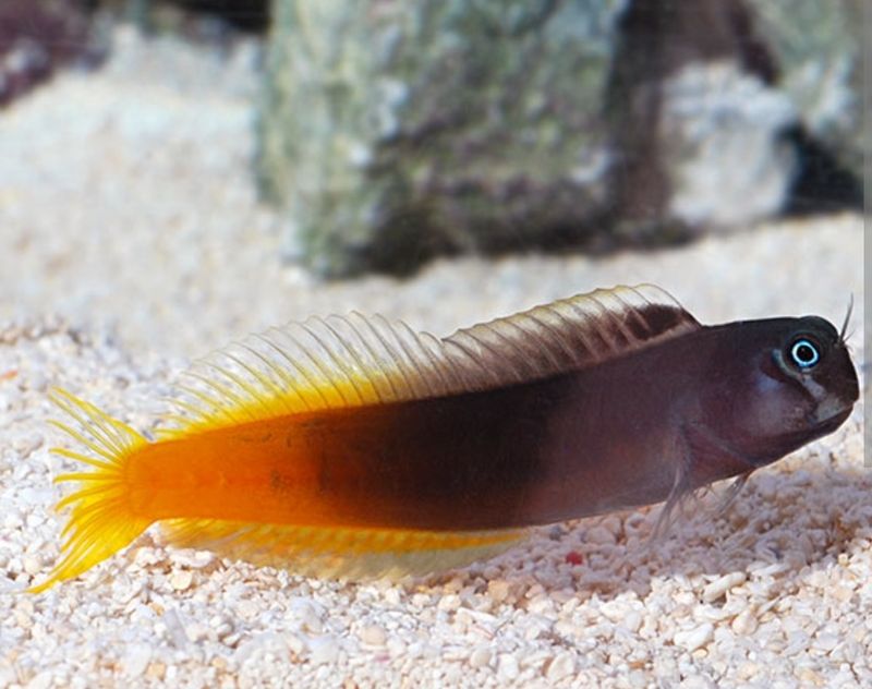 Bi Color Blenny