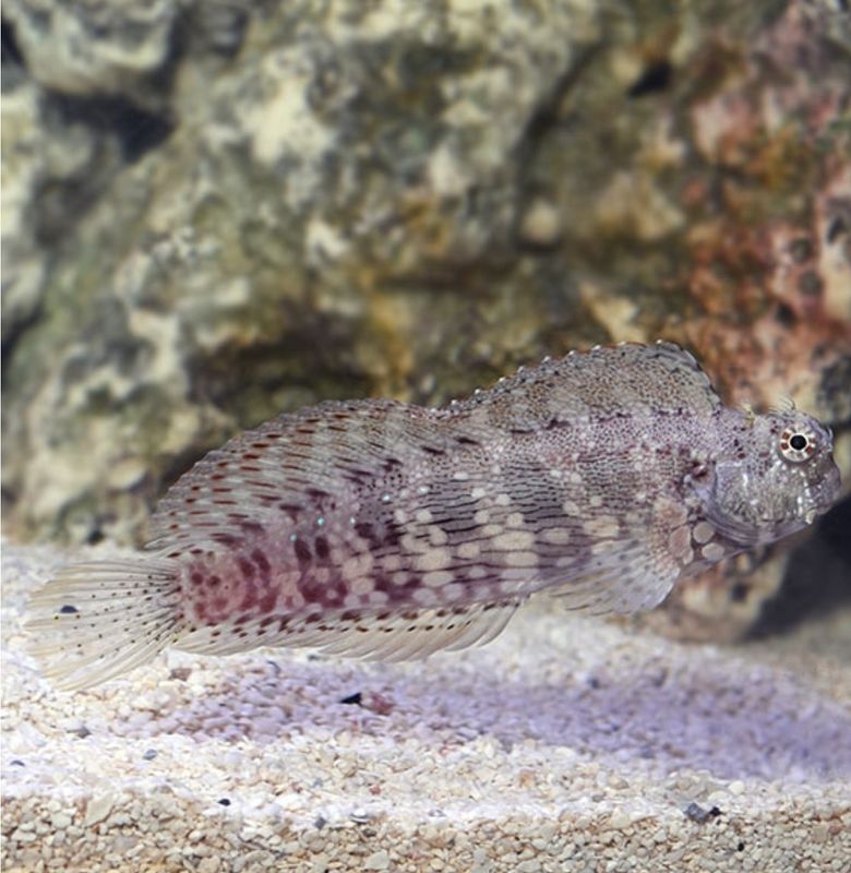 Algae Blenny