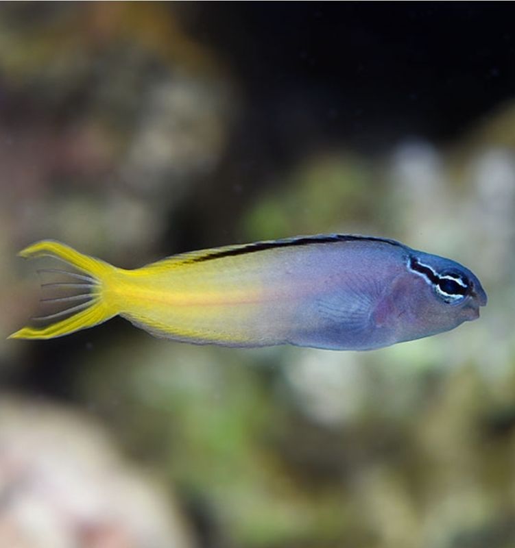 Fork Tail Blenny