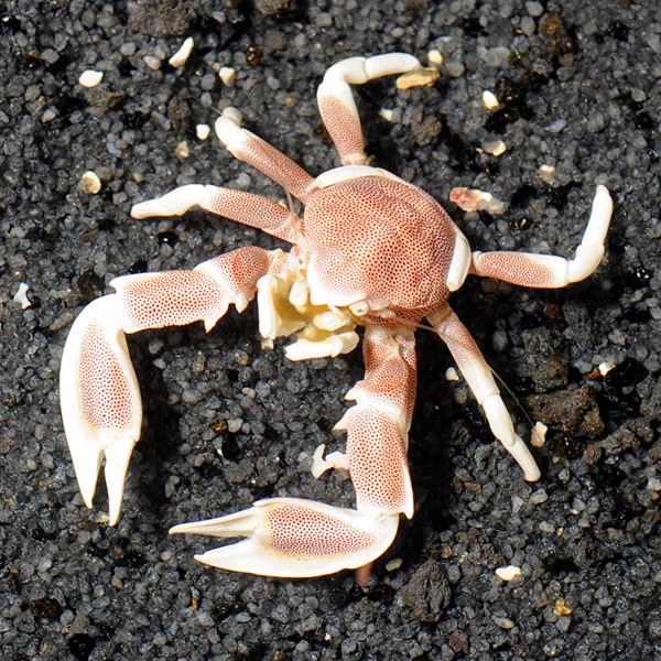 porcelain crab