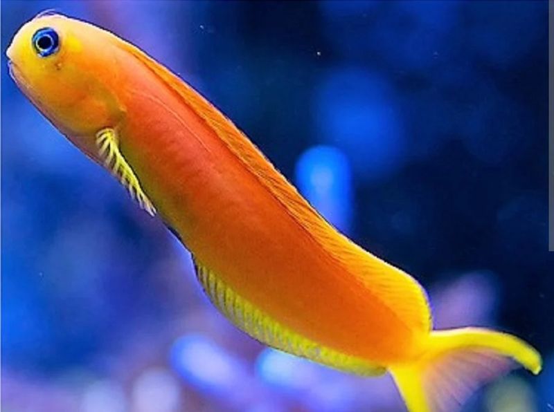 Golden Midas Blenny