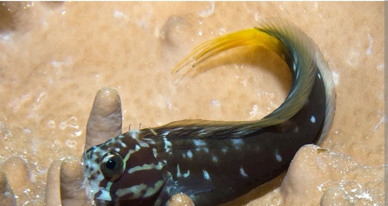 Tribal Blenny