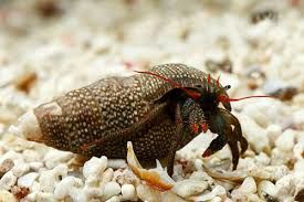 Red Leg Hermits