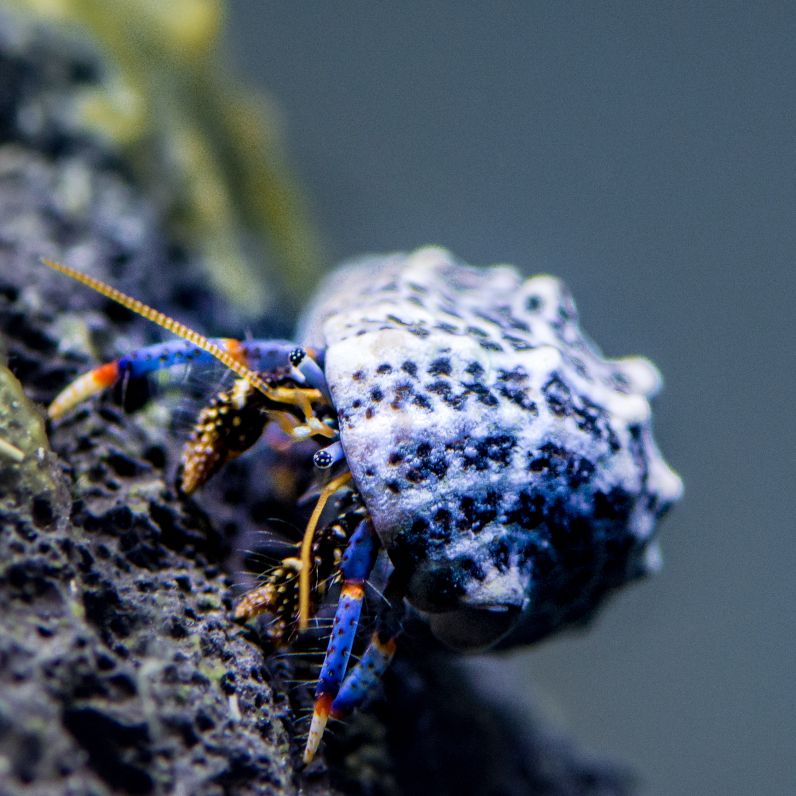 Blue Leg Hermit