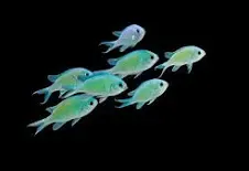 Green Chromis Damsel S