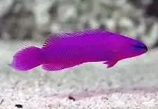 Purple Dottyback