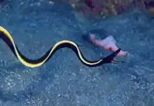 Black Ribbon Eel