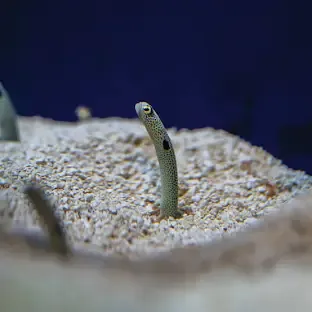 Garden Eel