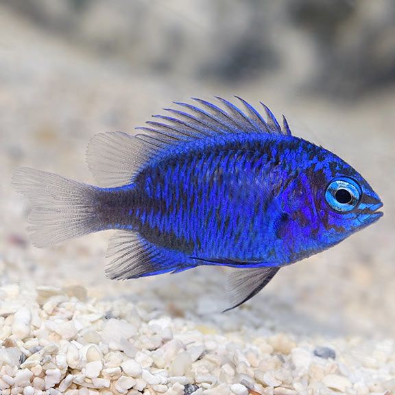 Springeri Damsel