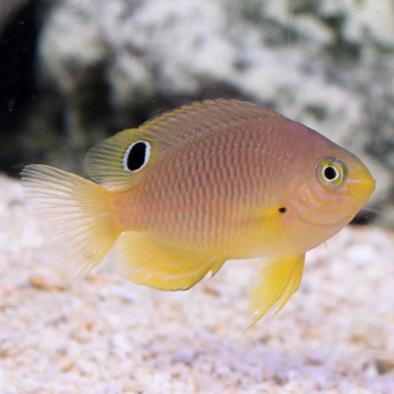 Yellow Slufer Damsel