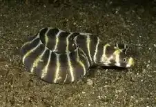 Bannded Moray Eel