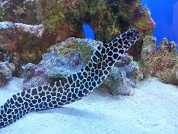 Tesslata Eel MD