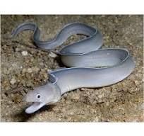 Ghost Ribbon Eel