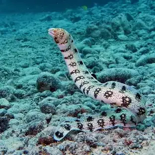Snowflake Eel