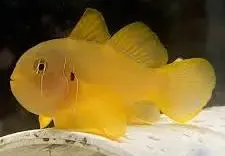 Citron Goby