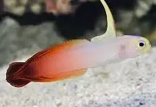Fire Fish Goby