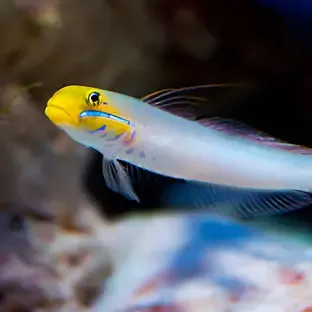 Golden Head Goby L