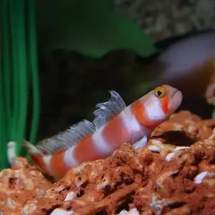 Aurora Goby