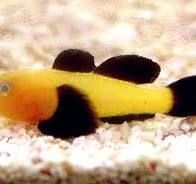 Clown Panda Goby