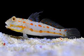 Dimond Goby L