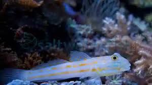 Dimond Goby M