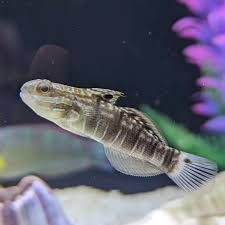 Dragon Goby