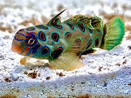 Mandarin Spotted Goby L