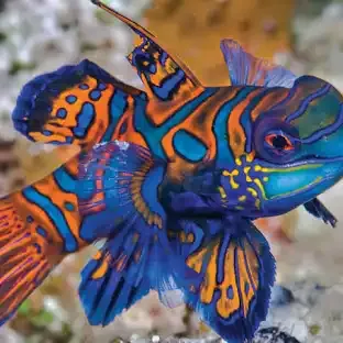 Mandarin Green Goby L